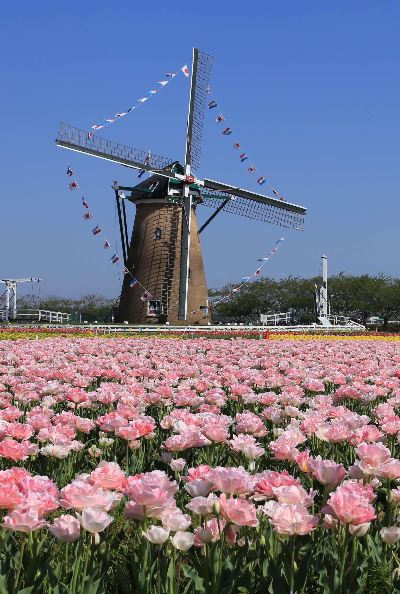 Sakura Furusato Square