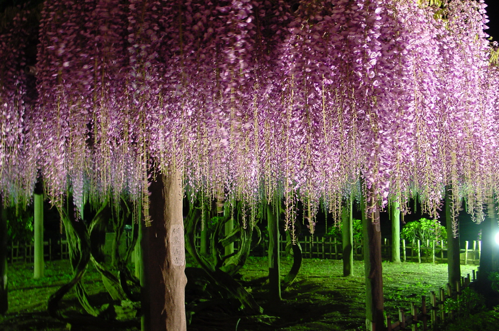 Garyu-no-fuji Wisteria